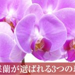 胡蝶蘭が選ばれる3つの理由！胡蝶蘭専門店サイト第１位は？