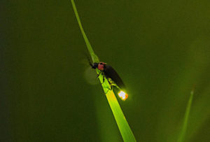 蛍のスピリチュアルな5つの言い伝え！ゲンジボタルとヘイケボタルの違いと光る目的h？