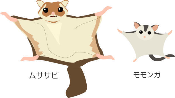 ムササビとモモンガとの違い