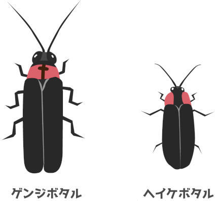 ゲンジボタルとヘイケボタル