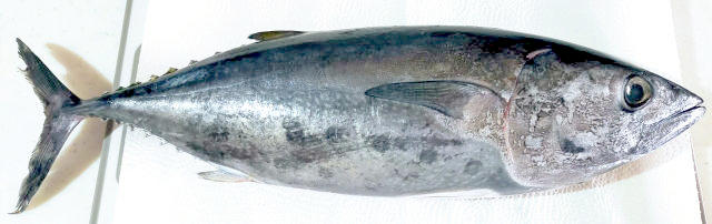 Thunnus thynnus