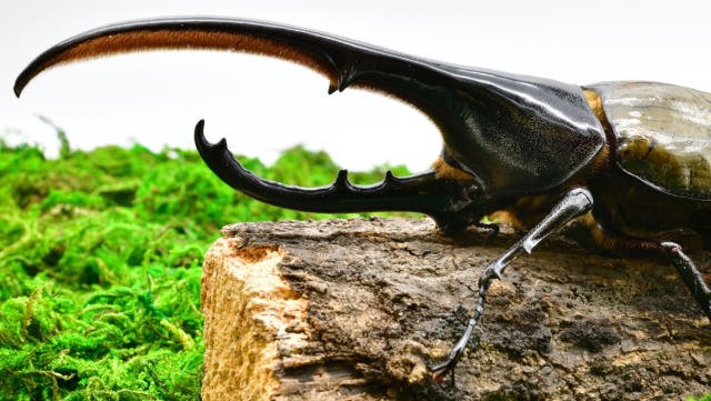 ヘラクレスオオカブト