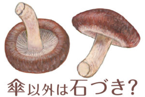 しいたけの石づきは食べる？ 捨てる？ 軸との違いを知らなかった！［図解あり］