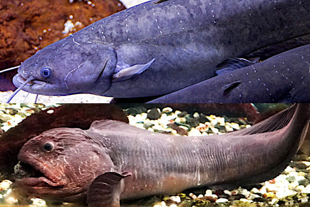 オオカミウオとナマズ