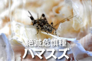 絶滅危惧類ハマスズ、数100匹も福岡の三苫海岸周辺で発見される！