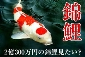 山古志「錦鯉」即売会の値段はどれくらいに？ 2億300万円の錦鯉！