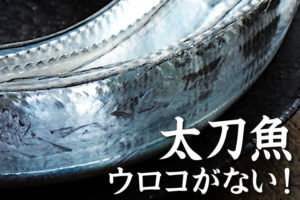 太刀魚にはウロコがない！なぜ、銀色に光るの？