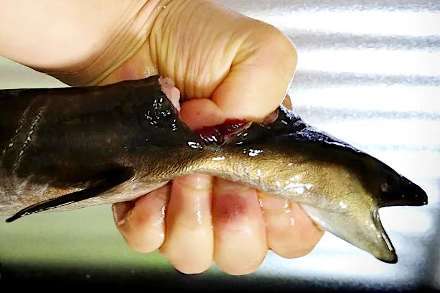 野尻湖の天然うなぎ