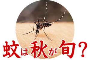 蚊いつまで？ 30℃以下になると活動が活発に。暑さに弱い蚊！ 秋が旬？
