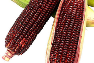 赤いとうもろこし「大和ルージュ」はなぜ赤いのか? 味・値段と誕生秘話