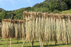 はざかけ米の違いとは？新潟産と長野産の特徴と価格・販売を調査！