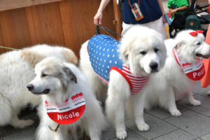 おかげ犬が伊勢神宮に参拝！渋谷の忠犬ハチ公よりも前にいた孝行犬