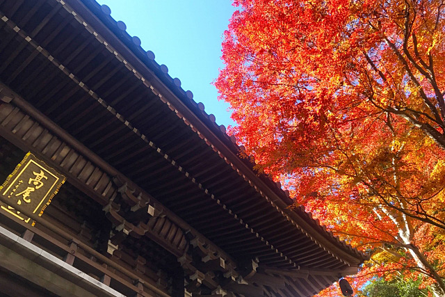 高尾山もみじまつり