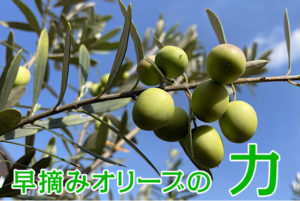 早摘みオリーブの特徴と実の食べ方５選とオリーブオイルの味わい方５選