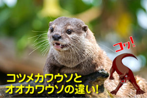 コツメカワウソとオオカワウソの違い。比較表と水族館情報も